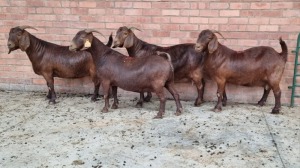 4x KALAHARI RED FEMALE THEO COETZEE (Pay per animal}