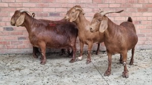 4x KALAHARI RED FEMALE THEO COETZEE (Pay per animal}