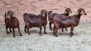 4x KALAHARI RED FEMALE THEO COETZEE (Pay per animal}