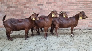 4x KALAHARI RED FEMALE THEO COETZEE (Pay per animal}