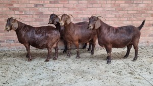 4x KALAHARI RED FEMALE THEO COETZEE (Pay per animal}