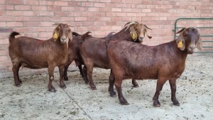 4x KALAHARI RED FEMALE THEO COETZEE (Pay per animal}