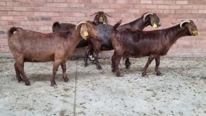 4x KALAHARI RED FEMALE THEO COETZEE (Pay per animal}