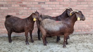 4x KALAHARI RED FEMALE THEO COETZEE (Pay per animal}