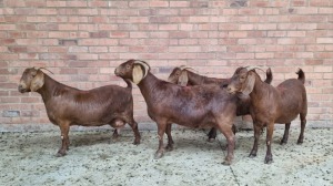 4x KALAHARI RED FEMALE THEO COETZEE (Pay per animal}