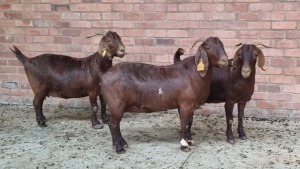 3x KALAHARI RED FEMALE THEO COETZEE (Pay per animal}