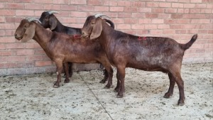 3x KALAHARI RED FEMALE RIANDI HANEKOM (Pay per animal}