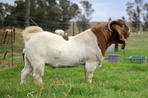 1x BOERBOK MALE Suzanne van Dyk Boerbokstoet