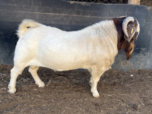 1x BOERBOK MALE Suzanne van Dyk Boerbokstoet