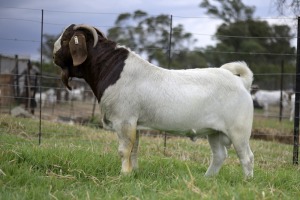 1x BOERBOK MALE Suzanne van Dyk Boerbokstoet