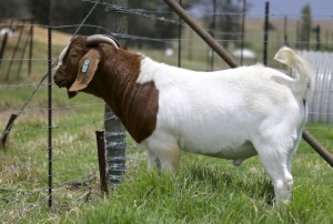 1x BOERBOK MALE Suzanne van Dyk Boerbokstoet