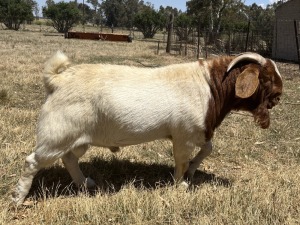 1x BOERBOK MALE Suzanne van Dyk Boerbokstoet