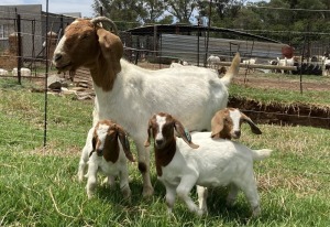 1 + 3x BOERBOK FEMALE Suzanne van Dyk Boerbokstoet