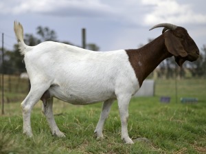 1 + 1x BOERBOK FEMALE Suzanne van Dyk Boerbokstoet