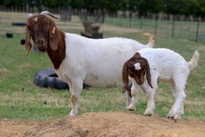 1 + 1x BOERBOK FEMALE Suzanne van Dyk Boerbokstoet