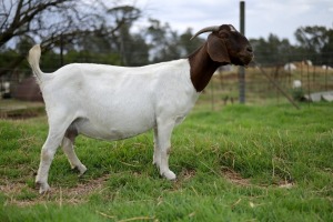 1 + 1x BOERBOK FEMALE Suzanne van Dyk Boerbokstoet