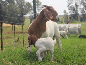 1x BOERBOK FEMALE Suzanne van Dyk Boerbokstoet