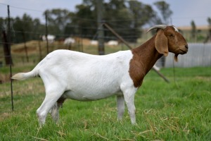 1x BOERBOK FEMALE Suzanne van Dyk Boerbokstoet