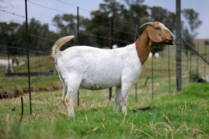 1x BOERBOK FEMALE Suzanne van Dyk Boerbokstoet