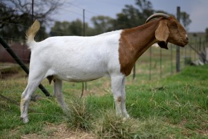 1x BOERBOK FEMALE Suzanne van Dyk Boerbokstoet