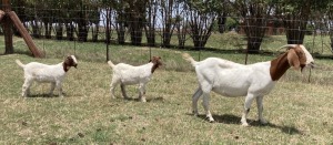 1 + 2x BOERBOK FEMALE Suzanne van Dyk Boerbokstoet