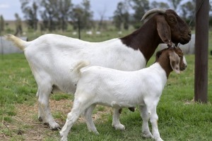 1 + 1x BOERBOK FEMALE Suzanne van Dyk Boerbokstoet