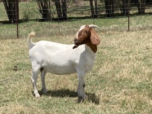 1x BOERBOK FEMALE Suzanne van Dyk Boerbokstoet