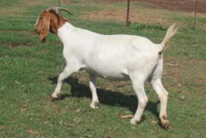 1x BOERBOK FEMALE Suzanne van Dyk Boerbokstoet