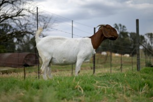 1x BOERBOK FEMALE Suzanne van Dyk Boerbokstoet