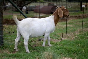 1x BOERBOK PREGNANTFEMALE Suzanne van Dyk Boerbokstoet