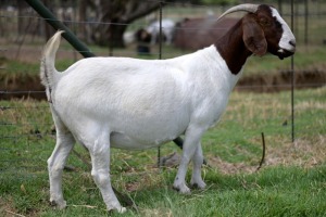 1x BOERBOK FEMALE Suzanne van Dyk Boerbokstoet