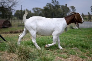 1x BOERBOK PREGNANT FEMALE Suzanne van Dyk Boerbokstoet