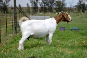 1x BOERBOK FEMALE Suzanne van Dyk Boerbokstoet