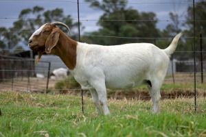 1x BOERBOK FEMALE Suzanne van Dyk Boerbokstoet