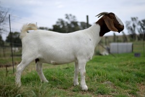 1x BOERBOK FEMALE Suzanne van Dyk Boerbokstoet