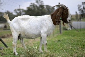 1x BOERBOK FEMALE Suzanne van Dyk Boerbokstoet