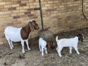 1 + 2x BOERBOK FEMALE Suzanne van Dyk Boerbokstoet