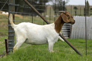 1x BOERBOK FEMALE Suzanne van Dyk Boerbokstoet