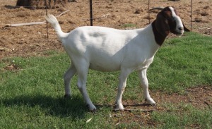 1x BOERBOK FEMALE Suzanne van Dyk Boerbokstoet