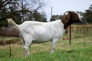 1x BOERBOK FEMALE Suzanne van Dyk Boerbokstoet