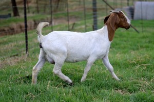 1x BOERBOK FEMALE Suzanne van Dyk Boerbokstoet