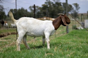 1x BOERBOK FEMALE Suzanne van Dyk Boerbokstoet