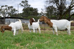 1 + 2x BOERBOK FEMALE Suzanne van Dyk Boerbokstoet