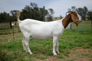 1x BOERBOK FEMALE Suzanne van Dyk Boerbokstoet