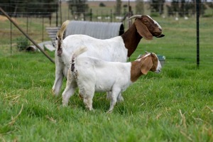 1 + 1x BOERBOK FEMALE Suzanne van Dyk Boerbokstoet