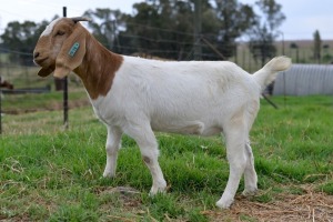 1x BOERBOK FEMALE Suzanne van Dyk Boerbokstoet (Pay per animal}