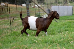 1x BOERBOK FEMALE Suzanne van Dyk Boerbokstoet (Pay per animal}