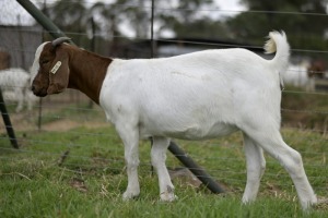 1x BOERBOK FEMALE Suzanne van Dyk Boerbokstoet (Pay per animal}