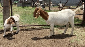 1 + 1x BOERBOK FEMALE Suzanne van Dyk Boerbokstoet