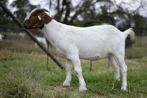 1x BOERBOK FEMALE Suzanne van Dyk Boerbokstoet (Pay per animal}